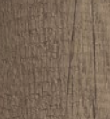 Nebraska Oak H3332